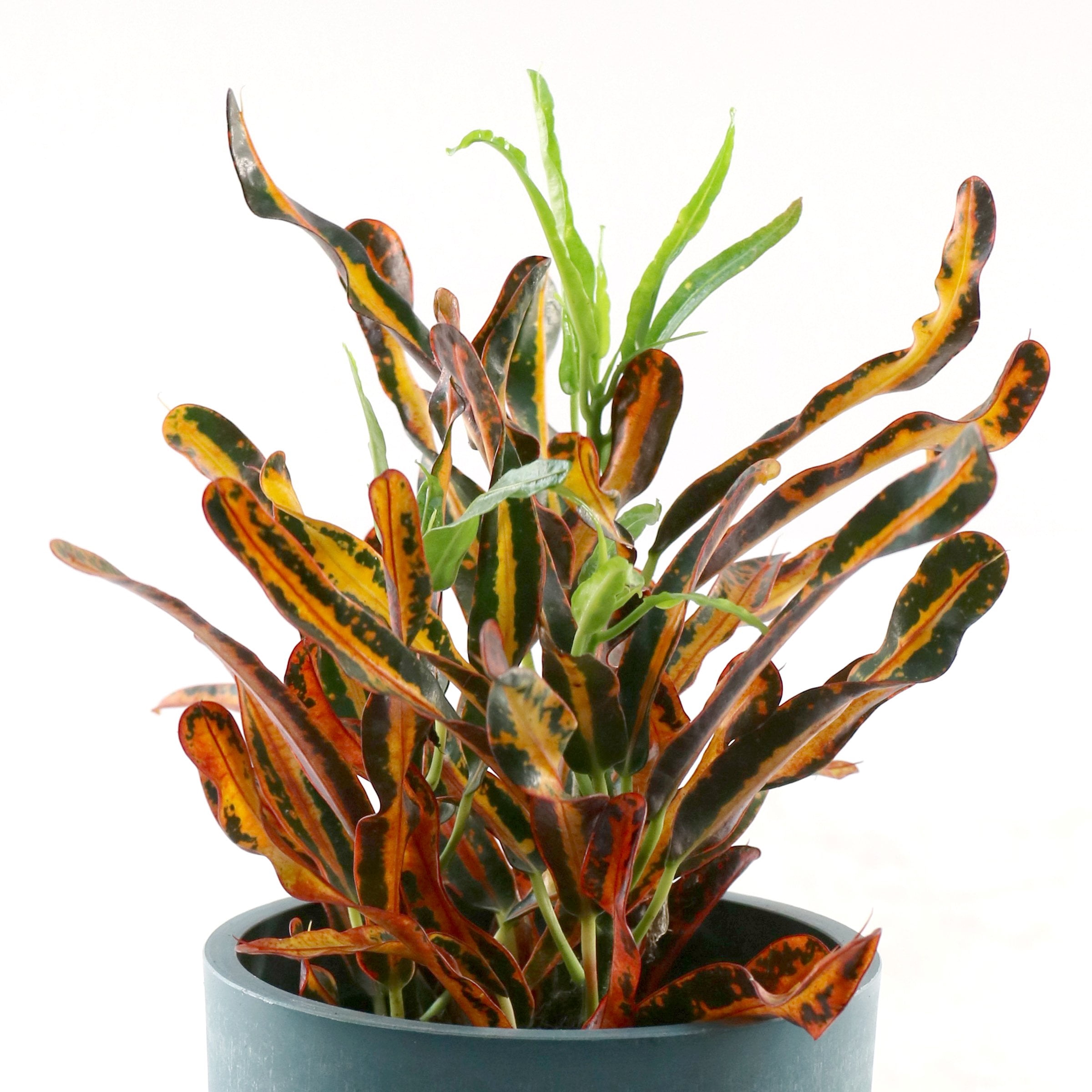4 in. Croton Red Banana Plant in Grower Container (3-Pack)