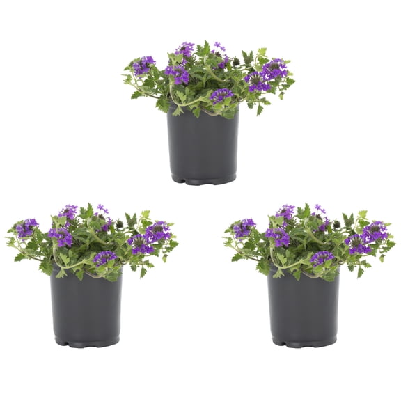 Expert Gardener 2QT Purple Verbena Live Perennial Sun 3-Pack