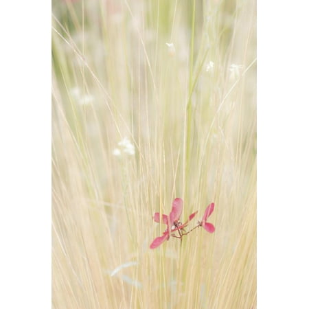 Washington State, Seabeck. Maple Tree Seed in Tall Grass Print Wall Art By Jaynes (Best Grass Seed For Washington State)