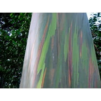 Rainbow Eucalyptus Tree 20 Seeds - -Eucalyptus deglupta Smooth Colored Bark -Tropical - Bonsai - Container Growing