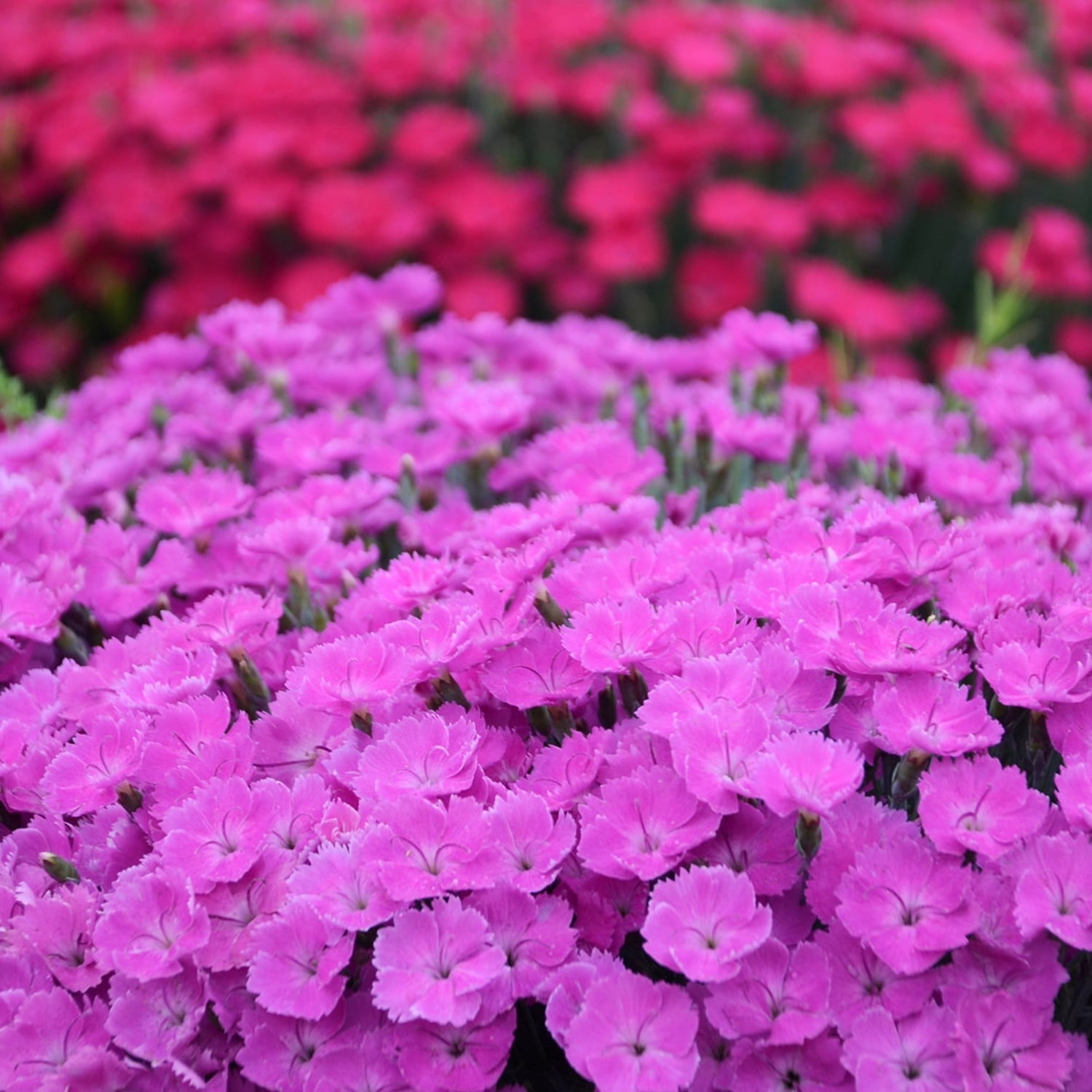 Proven Winners 6" Pink 'Paint the Town Fuchsia' Pinks Live Plant in 6.5" Pot