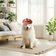 thumbnail image 2 of Perro B Erets Moda Gorro de Mascota Artista Francés Gato Gorra Gorra de Béisbol para Fiesta Cumpleaños Boda Foto, 2 of 4