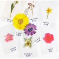 thumbnail image 4 of Dried Flowers Pressed Flowers Material Package DIY Handmade Bet Flowers Bookmarks Photo Frame Plant Specimen Portrait Handmade Stick Face Makeup, 4 of 4
