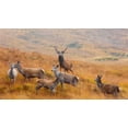 thumbnail image 2 of Ruoppolo, Luigi 14x10 White Modern Wood Framed Museum Art Print Titled - The Guardian Of The Moorland, 2 of 4