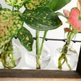 thumbnail image 3 of thinsony Glass Vase Landscape Pot Soilless Planting Modern for Home Office Ornament, 3 of 8