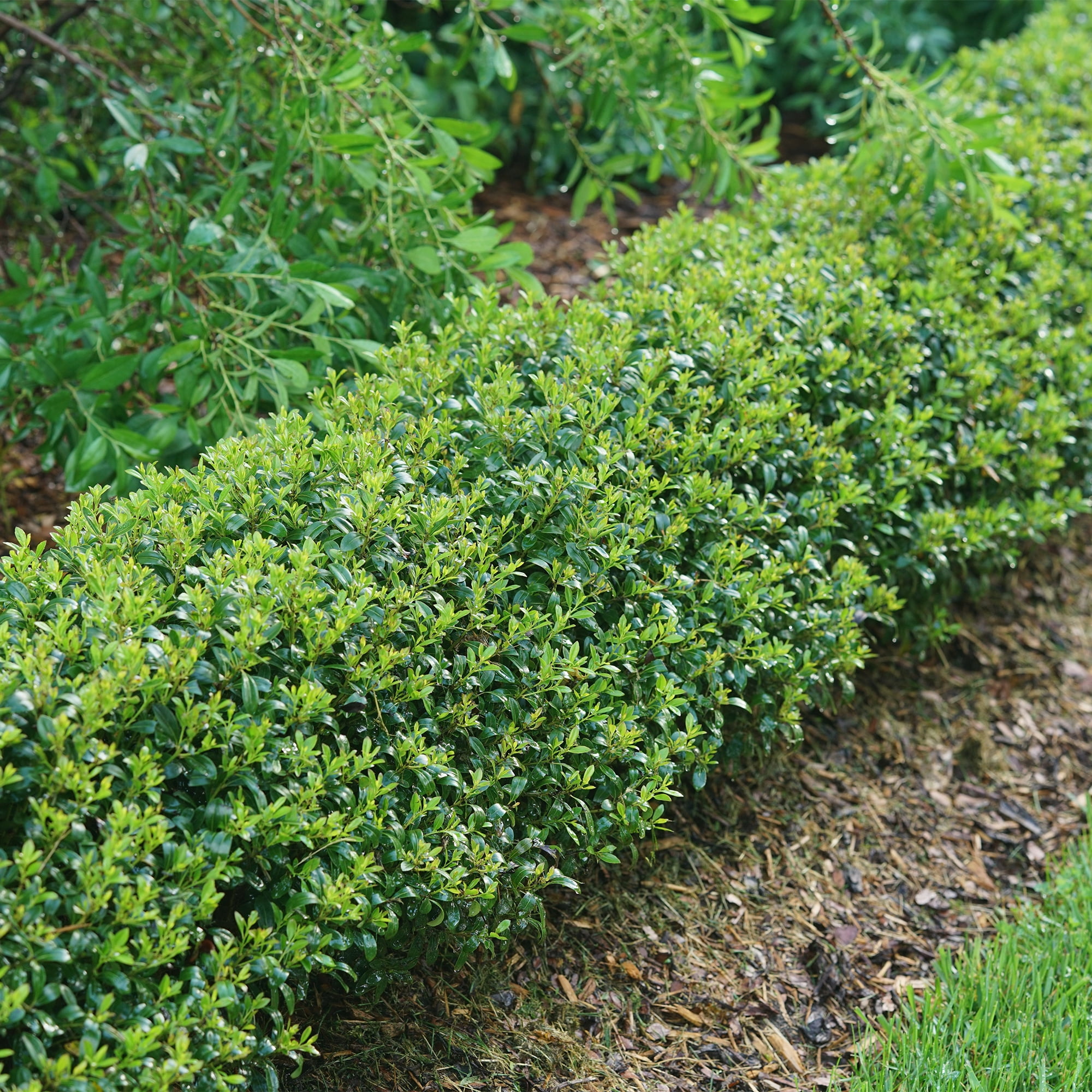 Proven Winners ColorChoice Strongbox Holly Live Shrub (2 Gallon)