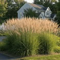 thumbnail image 4 of 50 Perennial Calamagrostis Karl Foerster Feather Reed Ornamental Grass - Privacy Border - Deer Rabbit Resistant - Zone 4-9, 4 of 5