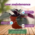 thumbnail image 5 of Harmony Foliage African Violet Wrangler's Winter Hawk Variegated 4 inch Purple Flower, 5 of 9