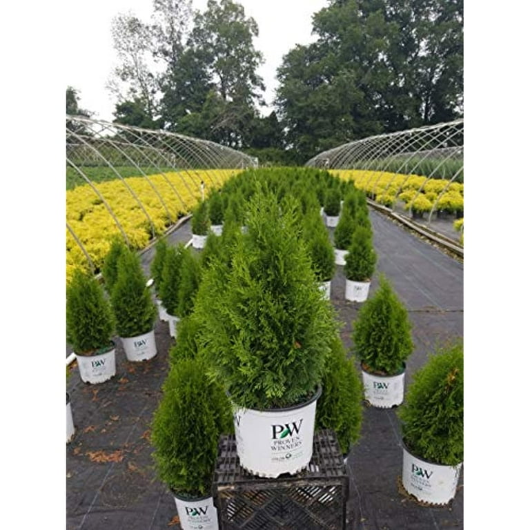 eukalyptus zimmerpflanze Groer Eukalyptus Busch  Green Me Up