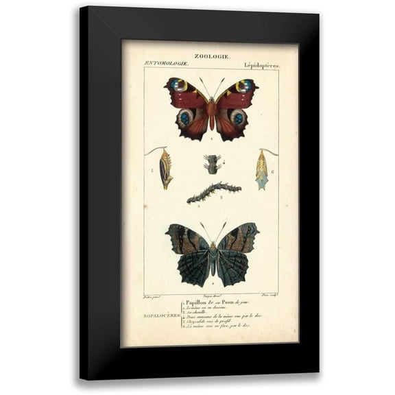 Turpin 10x14 Black Modern Framed Museum Art Print Titled - Antique Butterfly Study II