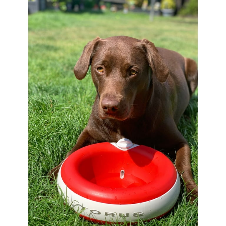 Self filtering dog water bowl top