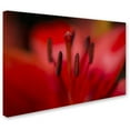 thumbnail image 2 of Trademark Fine Art Kurt Shaffer 'Red Lily Pistils' 12" x 19" Canvas Stretched (190836004393), 2 of 3