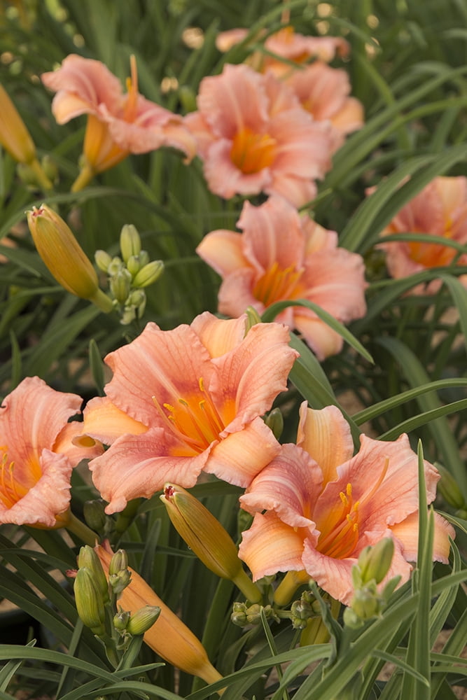 Everydaylily™ Pink Wing® - Daylily Perennial - Hemerocallis - 4&quot; Pot - Walmart.com