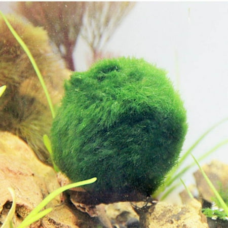 Freshwater Plant Supplement - 3 Pack Hermit Balls - Bright, Green, All Natural Aquatic Plants - for Freshwater and Saltwater Aquarium - Maintain Humidity - Supplement Hermit Crab Diets