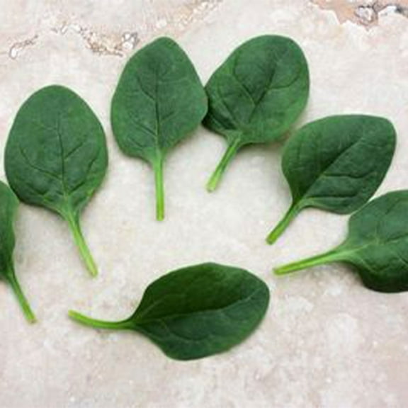 Spinach Seeds - Seaside - Hybrid - 3 g Packet ~270 Seeds - Non- GMO, F1 Hybrid - Vegetable Garden