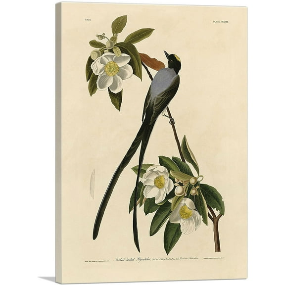 ARTCANVAS Fork-Tailed Flycatcher Canvas Art Print by John James Audubon - Size: 26" x 18" (0.75" Deep)