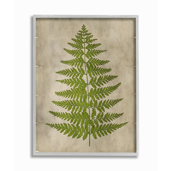 Stupell Industries Plant Drawing Green Parchment Design Framed Wall Art by Ziwei Li