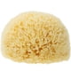 thumbnail image 1 of Esponja natural, esponja de baño muy suave de Grecia, para más espuma, hipoalergénica, esponja de ducha de calidad, esponja lavable, flor de ducha, 10cm (bañera para bebé), 1 of 5
