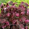 thumbnail image 3 of Oxalis, Plum Crazy - Pot Size: 3in (2.6x3.5in) - House Plants, 3 of 3