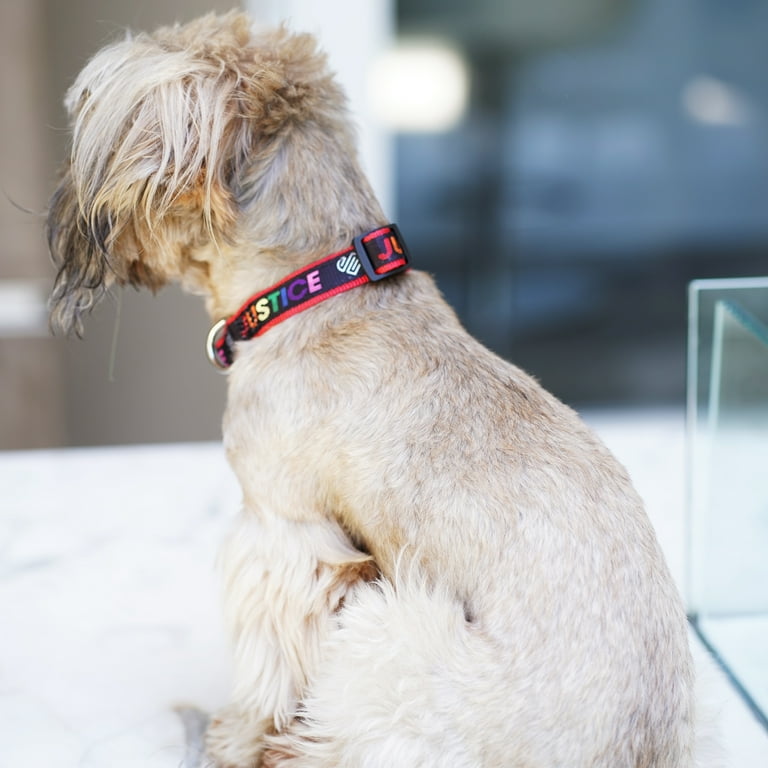 Extra small dog collars walmart online