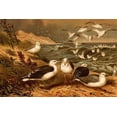 thumbnail image 1 of Seagulls- Fine Art Canvas Print (20" x 30"), 1 of 1