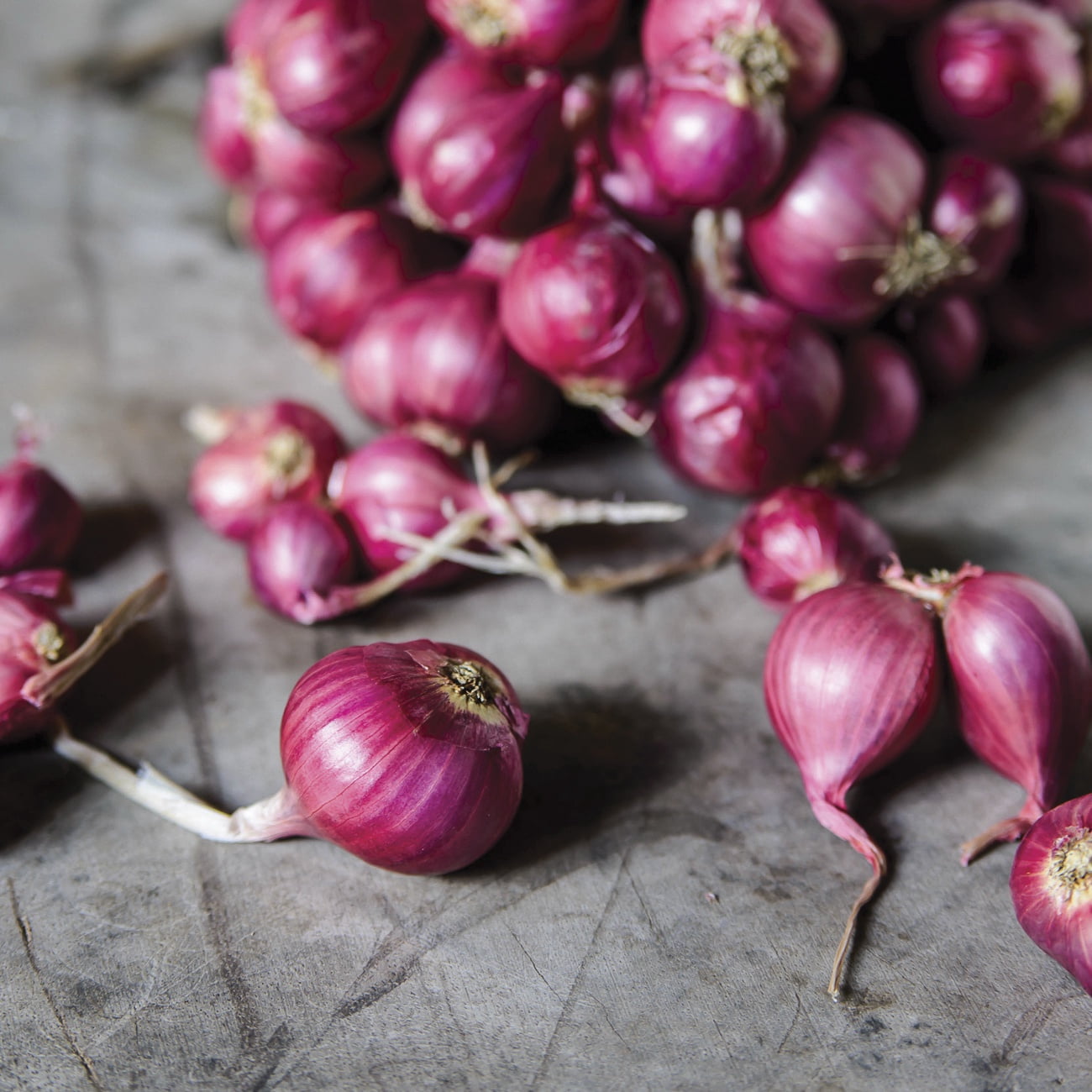 Van Zyverden Dutch Shallots Red Set of 25 Bulbs, White, Full Sun , Perennial