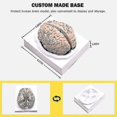 thumbnail image 2 of Cerebro humano, modelo anatómico de cerebro humano de tamaño natural con base de exhibición, para estudio en el aula de ciencias y Te-yujia, 2 of 4