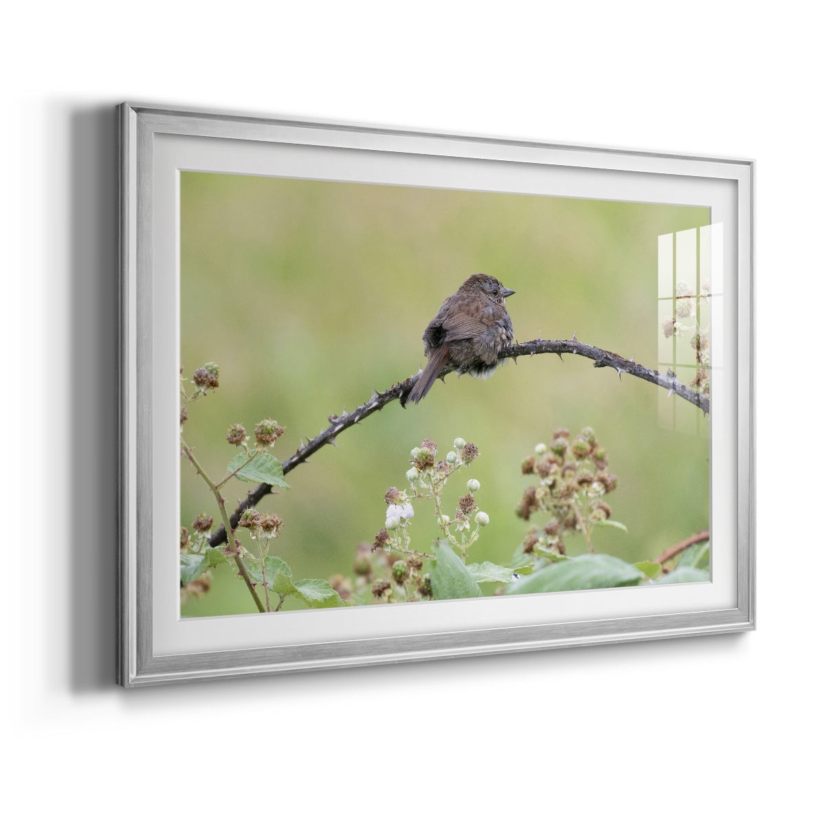 Resting Sparrow Premium Framed Print - Ready to Hang