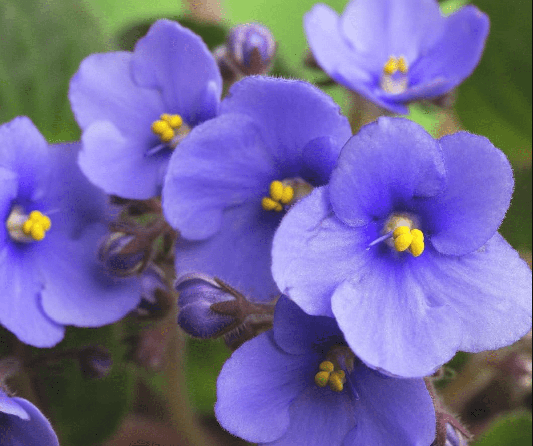 Blue Africa Violets Live Plant for Planting Indoor Outdoor, Blue Blooming Violet, Easy to Care, Houseplant Decor, Indoor Flowering Plant, 4 Inch Pot