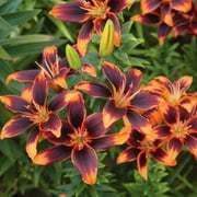 Van Zyverden Lily Forever Susan Dormant Bulb Partial Sun; 3-6hrs Multi-Color