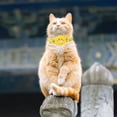 thumbnail image 4 of Durable Nylon Pet Collar Adjustable Design for Small Dogs and Cats Comfortable Everyday Use Outdoor Activities Training Versatile Control, 4 of 4