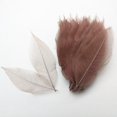thumbnail image 4 of 100 Pcs Feuilles Squelettes de Magnolia Séchées Colorées, Ornements Café, 4 of 8