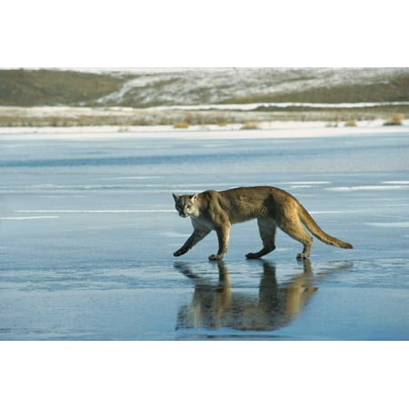 Mountain Lion walking on frozen lake North America Poster Print by Konrad