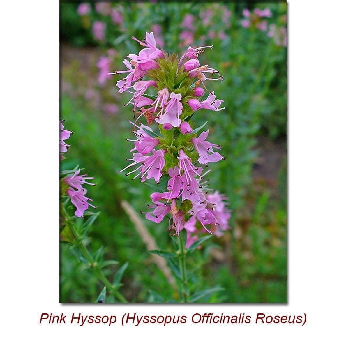 Hyssop Essential Oil 15 ml (1/2 fl oz) - 100% Pure and Natural by Silky Scents
