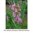 thumbnail image 3 of Hyssop Essential Oil 15 ml (1/2 fl oz) - 100% Pure and Natural by Silky Scents, 3 of 5