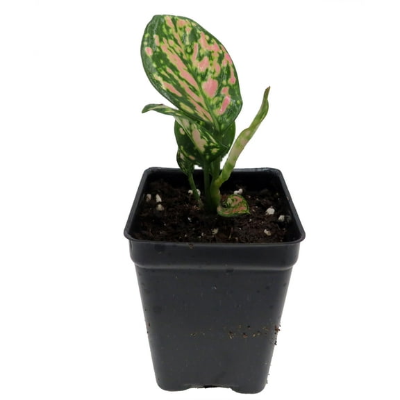 Red Lady Valentine Chinese Evergreen Plant - Aglaonema - 2.5" Pot