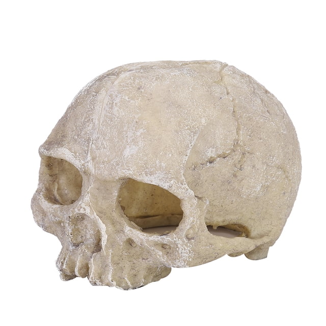 Estatua del cráneo del acuario, estatua del cráneo del cráneo del hueso de la cabeza de la decoración de la estatua del cráneo del hueso de la cabeza artesanía superior Jadeshay A