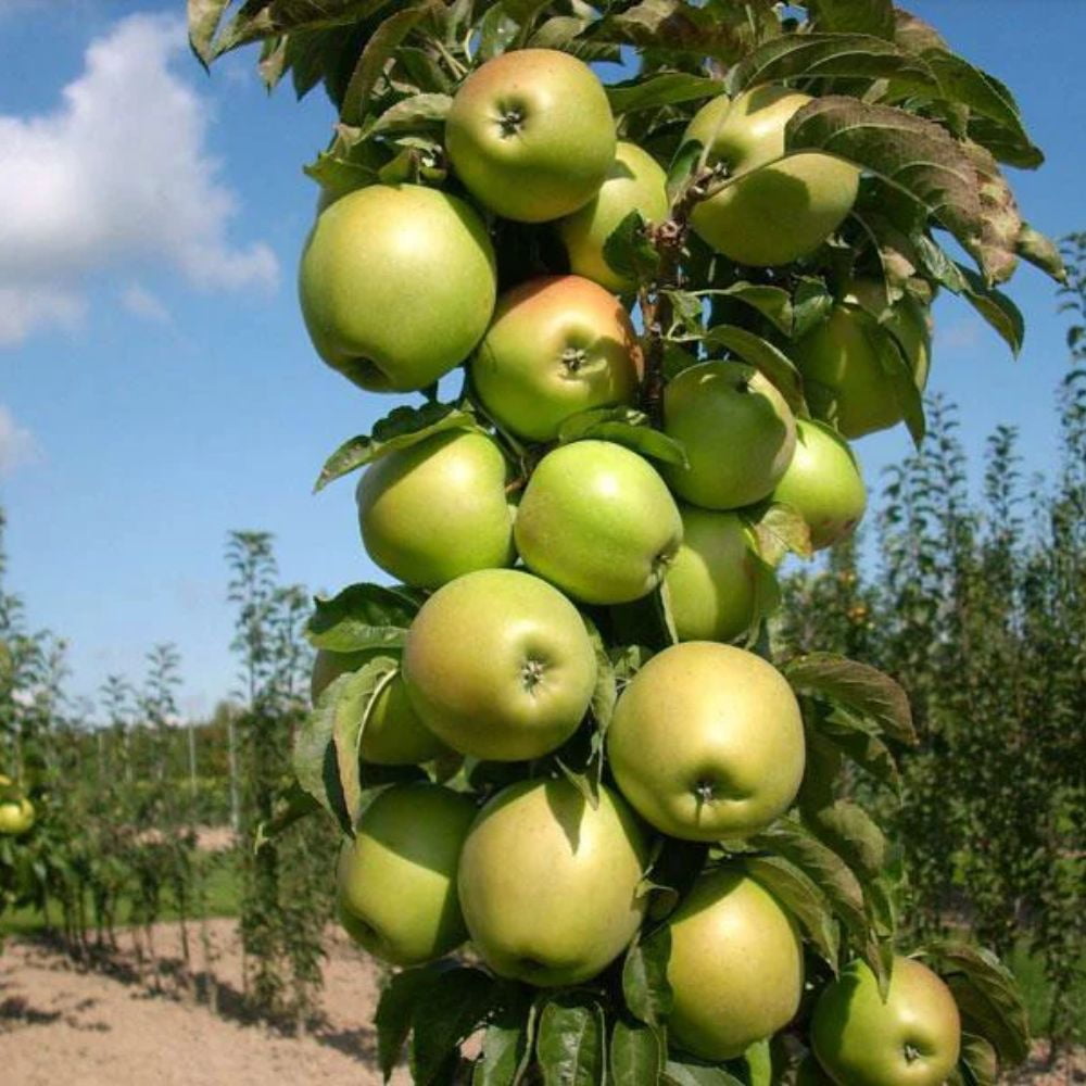 Expert Gardener 2-3 ft. tall Golden Sentinel Columnar Apple Live Tree in 5-Gallon Grower Pot