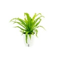 thumbnail image 3 of Plants with Benefits by Costa Farms 12" Premium Assorted Foliage House Plant in 6" Self-Watering Pot, 3 of 10
