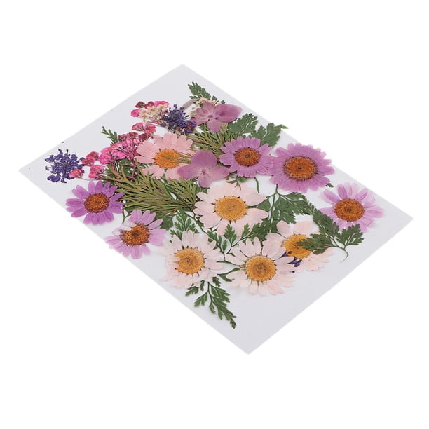 25 mezcs das, hojas secas, relleno de muestras de pntas pa decoración de uñas, álbumes de recortes, tjetas, manualidades, resi UNA BLESIY Flores secas prensadas naturales