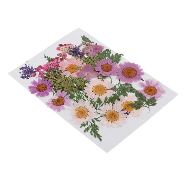 25 mezclas das, hojas secas, relleno de muestras de plantas para decoración de uñas, álbumes de recortes, tarjetas, manualidades, resi UNA Gloria Flores secas prensadas naturales