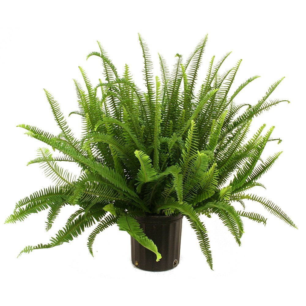 Kimberly Queen Fern in Pot, Do not recommend shipping to states ...