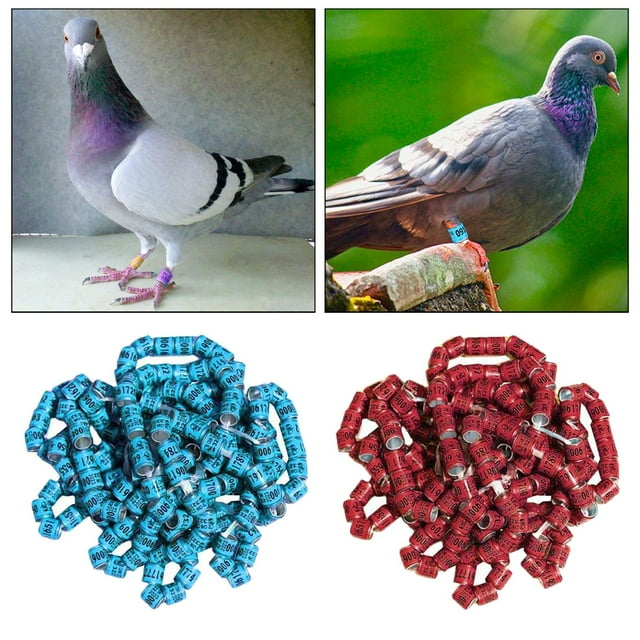 100 piezas reutilizables 2023 anillos de pierna de papel de aluminio, bandas de pie de paloma numeradas para loro, bantam, aves de corral, pinzón marrón y azul Salvador Anillos de pierna de paloma