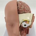thumbnail image 3 of Human Anatomy Model Brain -Section Anatomy for Science Classroom Education Learning Teaching Display, 3 of 5
