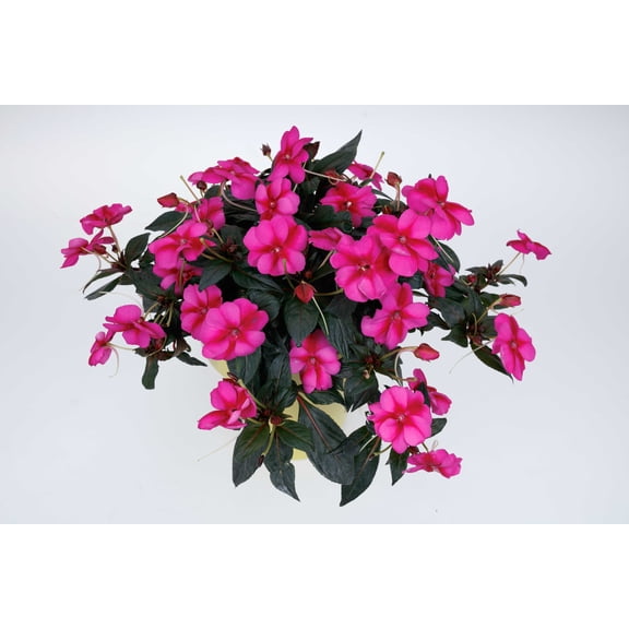 2.5 inch Next Generation Live Annual Sunpatiens® Compact Purple Candy with Full sun - 3 Piece
