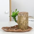 thumbnail image 3 of Brazilian Wood Plant Tray, Brazilian Wood Tray Plastic Plates Desk Decoration Plants, Brazilian Wood Hydroponic Plant for Purifying Indoor Air, 3 of 5