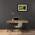 thumbnail image 3 of Jaynes Gallery 32x23 Black Ornate Wood Framed with Double Matting Museum Art Print Titled - Caribbean-Little Tobago Island Red-billed tropicbird in flight, 3 of 4