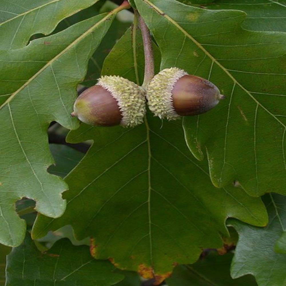 Expert Gardener 1-2 ft. tall Swamp White Oak Live Tree in 1-Gallon Grower Pot