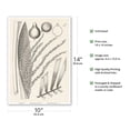 thumbnail image 2 of Palm Tree (Syagrus Cocoides Mart.) - Vintage Botanical Illustration c.1858 - Master Art Print 10in x 14in, 2 of 4
