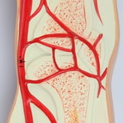 Axis Scientific Human Circulatory System Model, Half Life-Size, Realistic, Detailed Arteries and Veins Model with Thoracic Organs, Includes a Product Manual